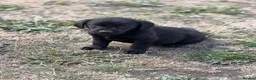 Labrador Retriever dogs for sale: 7 gorgeous kc Labrador puppies - Advert 29