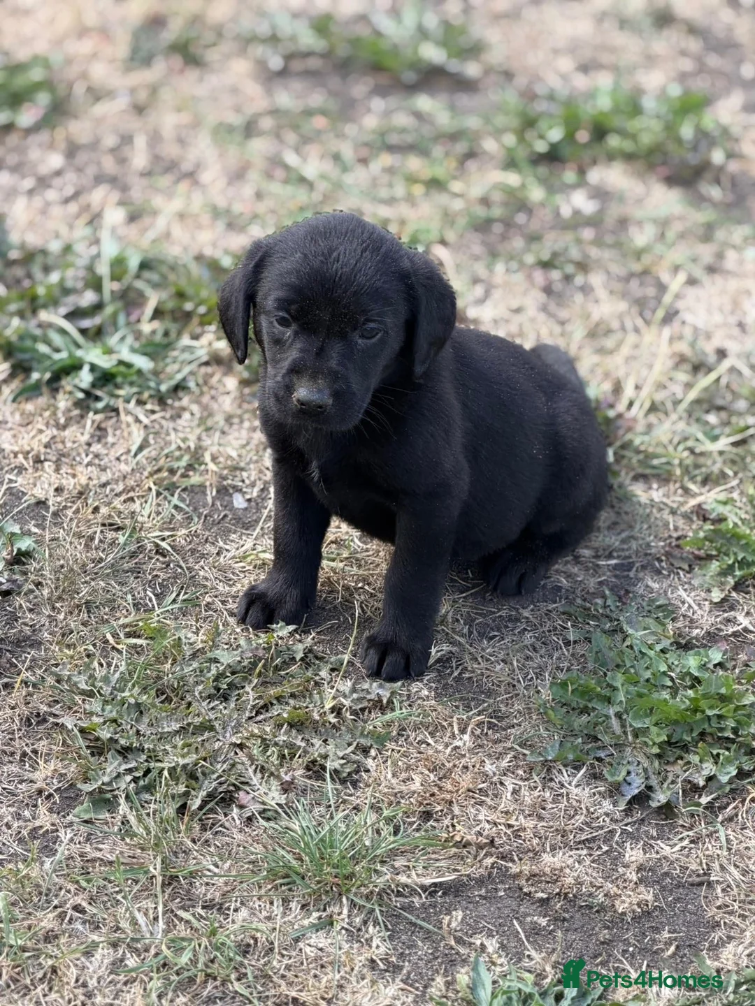 Labrador Retriever dogs for sale: 7 gorgeous kc Labrador puppies - Advert 29