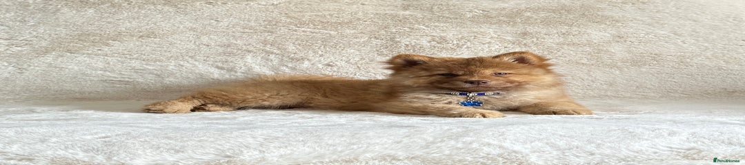 Puppy 2