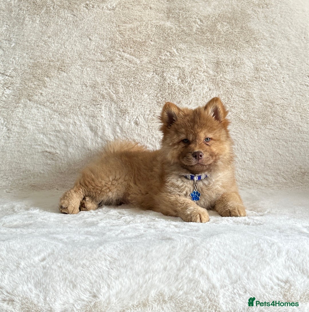 Chow Chow dogs for sale: Exotic colour chowsky puppies for sale  - Image 8