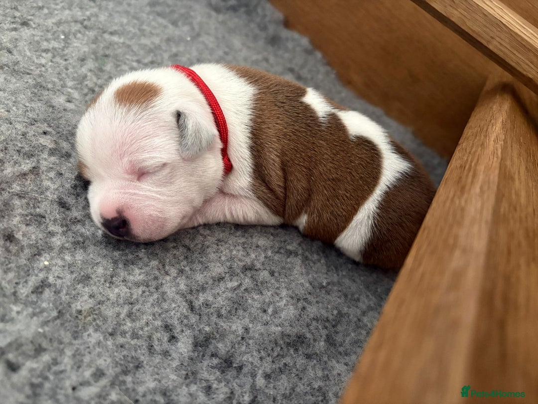 Staffordshire Bull Terrier dogs for sale: KC Staffordshire bull terriers 🧡🧡🏆🩸 REDS  - Image 6