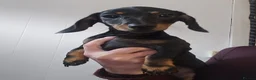 Miniature Dachshund dogs for sale: Miniature dachshund  in Bolton - Advert 7