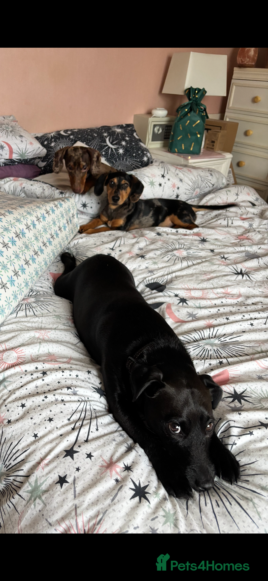 Mixed Breed dogs for sale: Handsome boy  - Advert 11