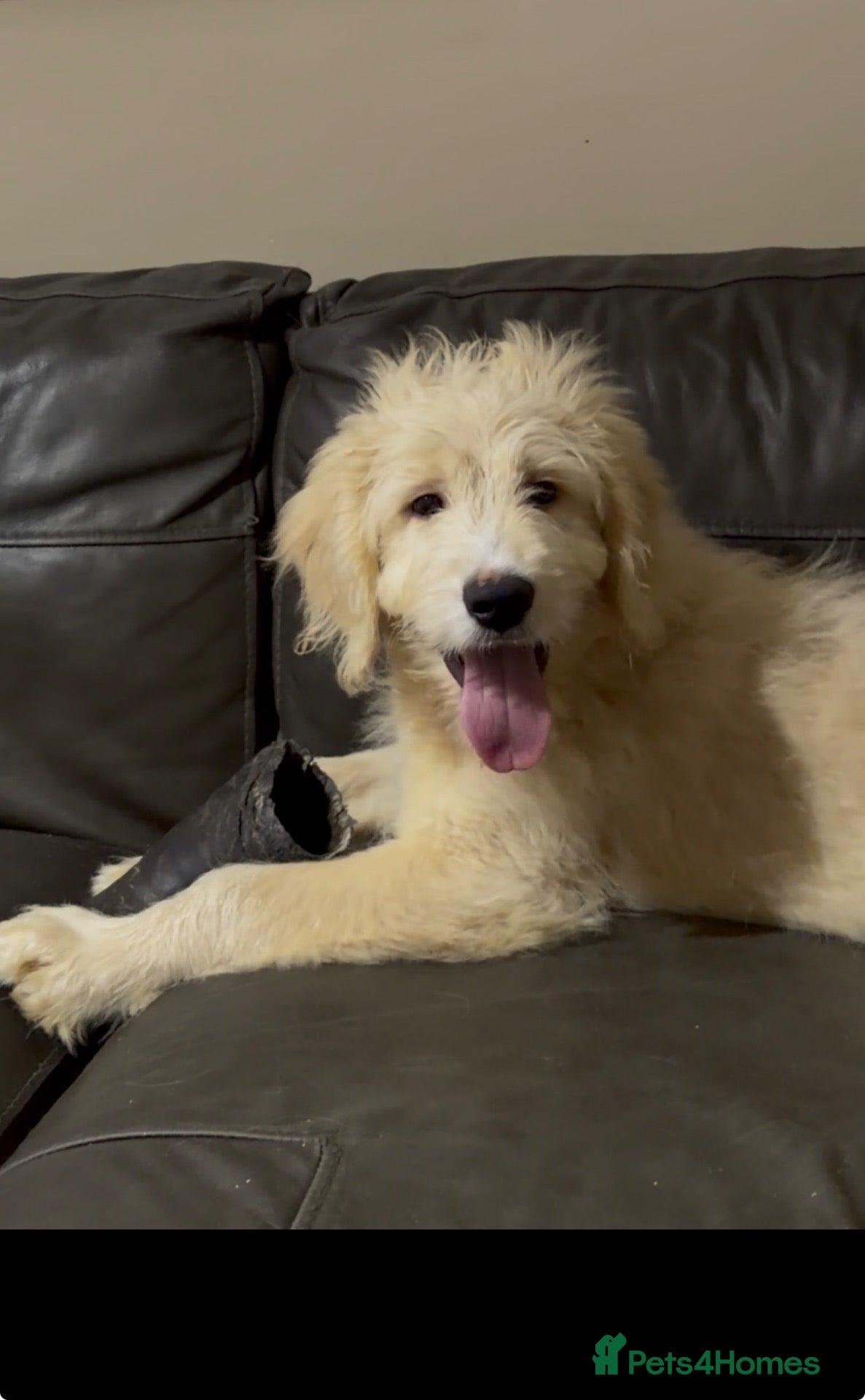 Goldendoodle dogs Quality Health Tested Goldendoodles - Advert 8