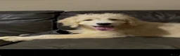 Goldendoodle dogs for sale: Quality Health Tested Goldendoodles - Advert 1