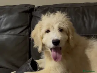 Goldendoodle dogs Quality Health Tested Goldendoodles - Advert 5