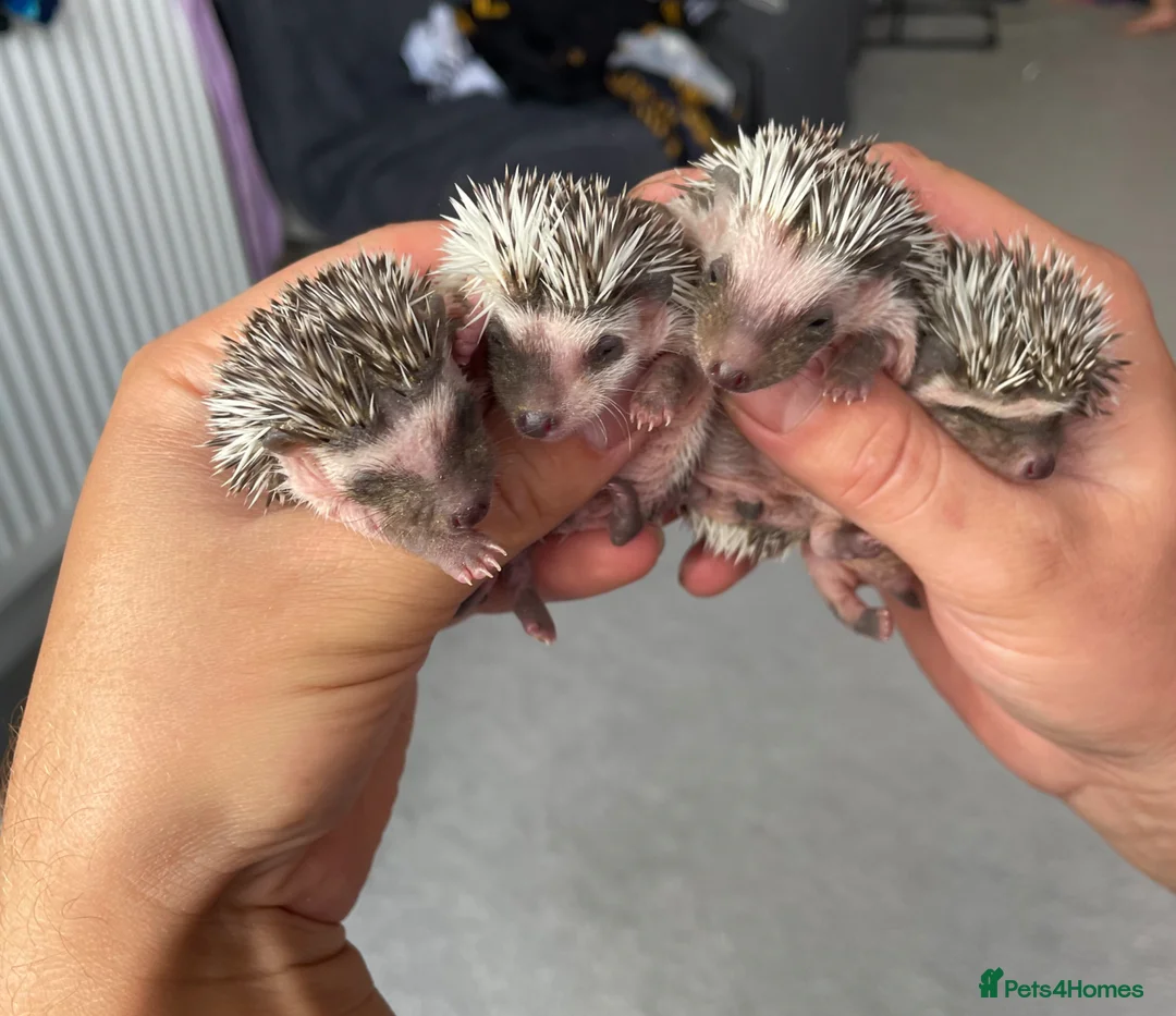 Pygmy Hedgehog rodents for sale: Baby African Pygmy hedgehogs  in Dartford - Advert 4