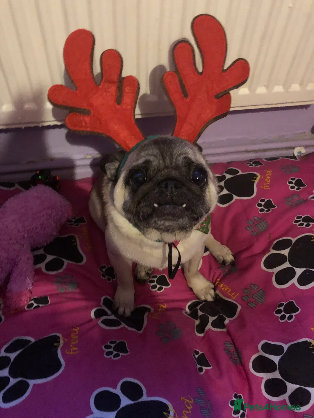 Pug dogs for sale: Female pug  - Advert 3