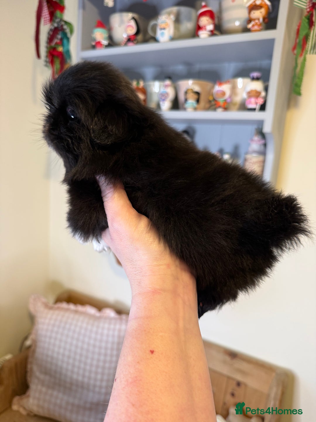 Pekingese dogs for sale: Biggiwigs Pekingese Puppy Availability - Advert 12