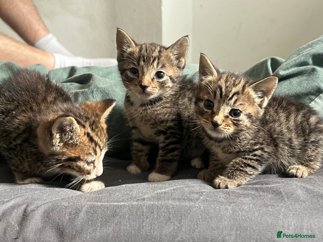 Mixed Breed cats for sale: 3 playful kittens  - Image 9