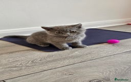 British Shorthair cats for sale: British Blue Shorthair - Image 28