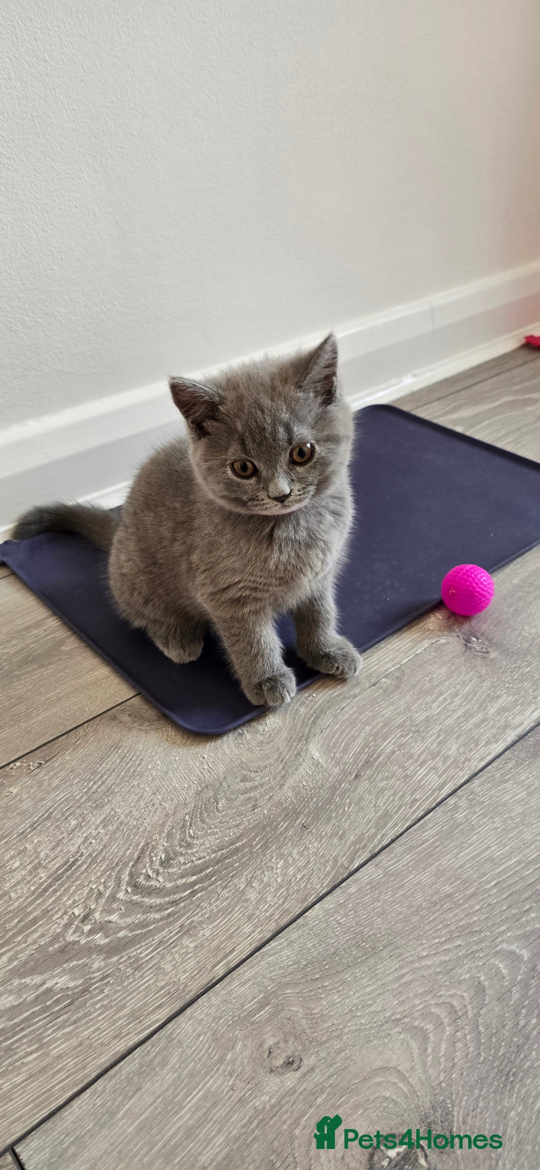 British Shorthair cats for sale: British Blue Shorthair - Image 28