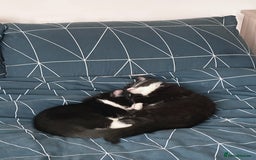 Mixed Breed cats for sale: 2 Tuxedo kittens  - Image 3