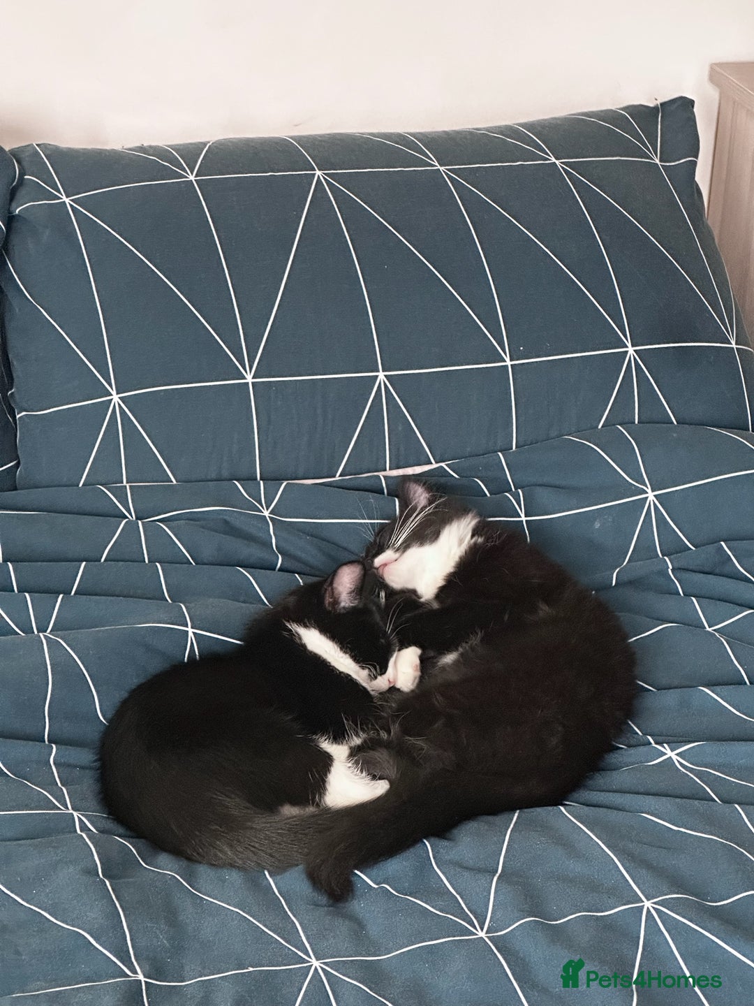 Mixed Breed cats for sale: 2 Tuxedo kittens  - Image 3