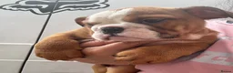 English Bulldog dogs for sale: 3 girls ready NOW *fully vaccinated, checked** - Advert 17
