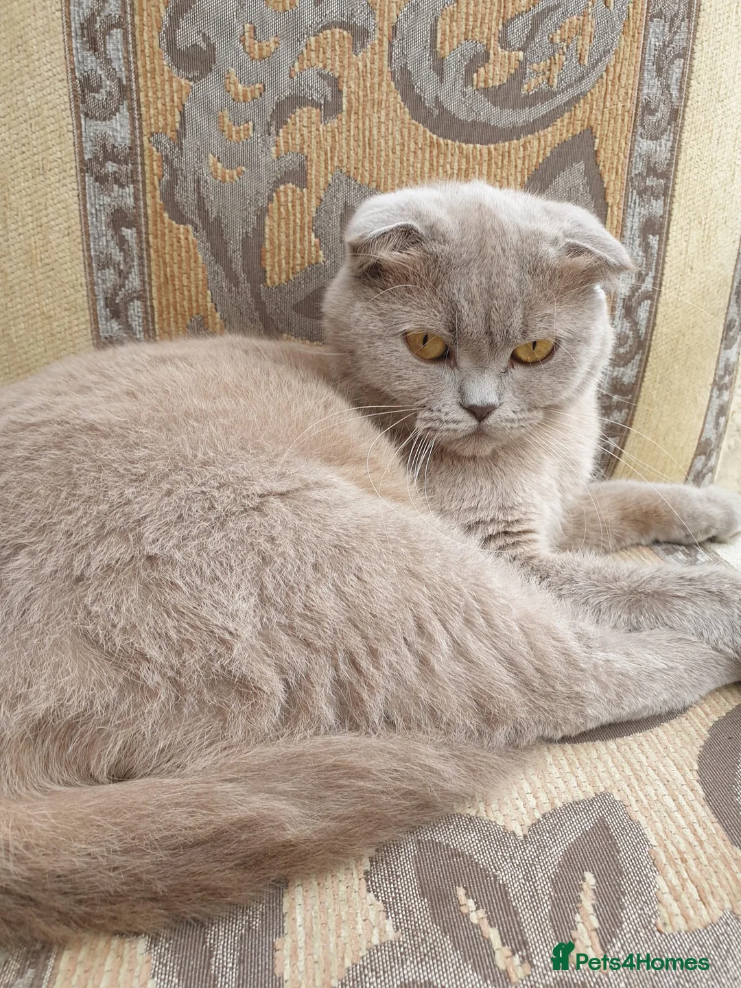 Scottish Fold cats for sale: Beautiful lilac kittens looking for home✨😻 - Advert 1