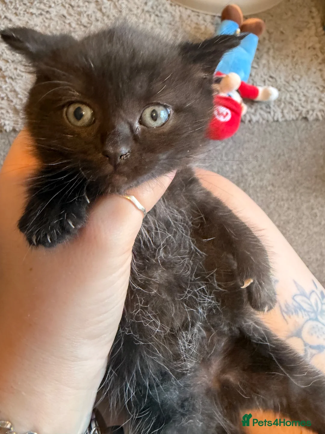 Mixed Breed cats for sale: ✨Ragdoll x British Shorthair Kittens✨  - Advert 2