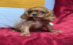 Cavalier King Charles Spaniel dogs for sale: Cavalier king Charles  Ruby's puppy's   - Image 8