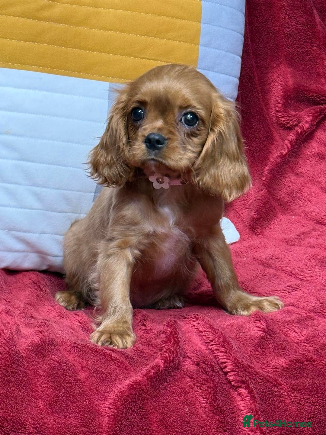 Cavalier King Charles Spaniel dogs for sale: Cavalier king Charles  Ruby's puppy's   - Image 8