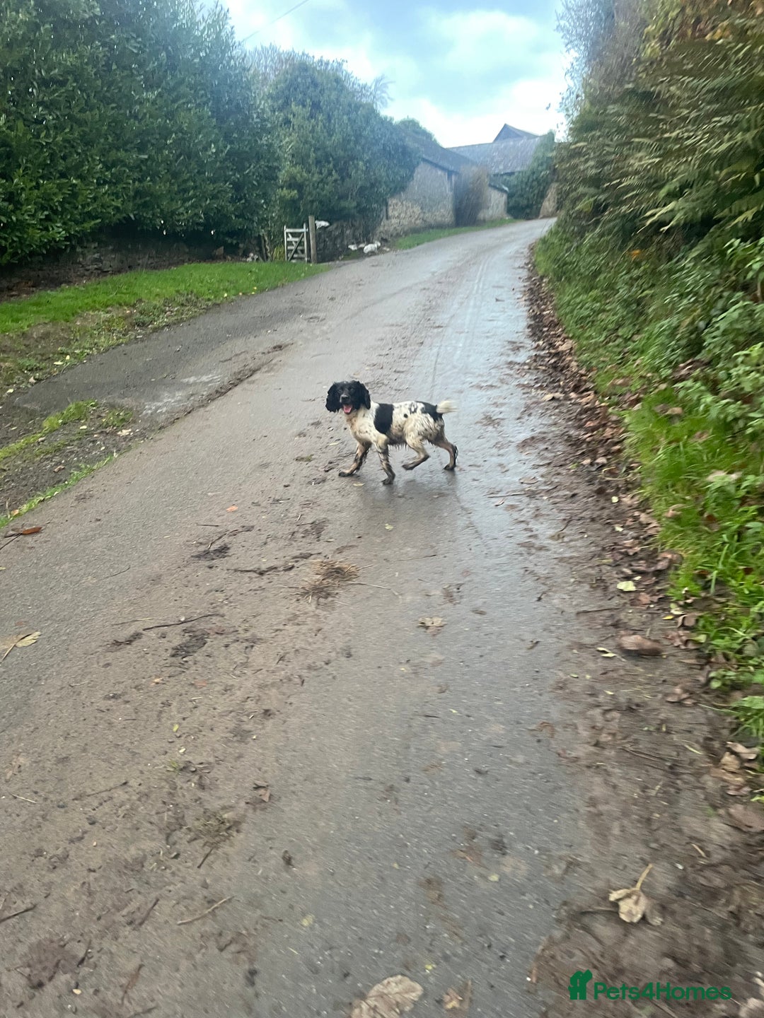 English Springer Spaniel dogs for sale: Rehome  - Image 2