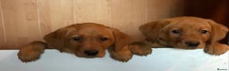 Goldador dogs for sale: Chunky red Goldadors, ready now  - Advert 4