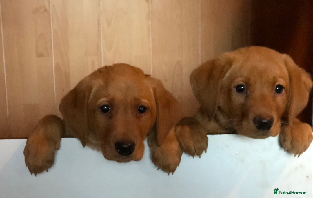 Goldador dogs for sale: Chunky red Goldadors, ready now  - Image 4