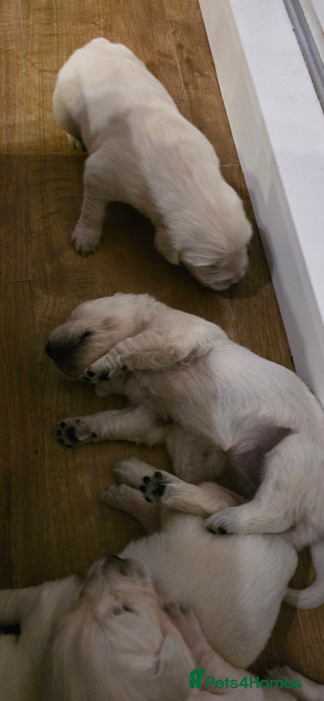 Golden Retriever dogs for sale: Adorable white Golden Retriever - Advert 9