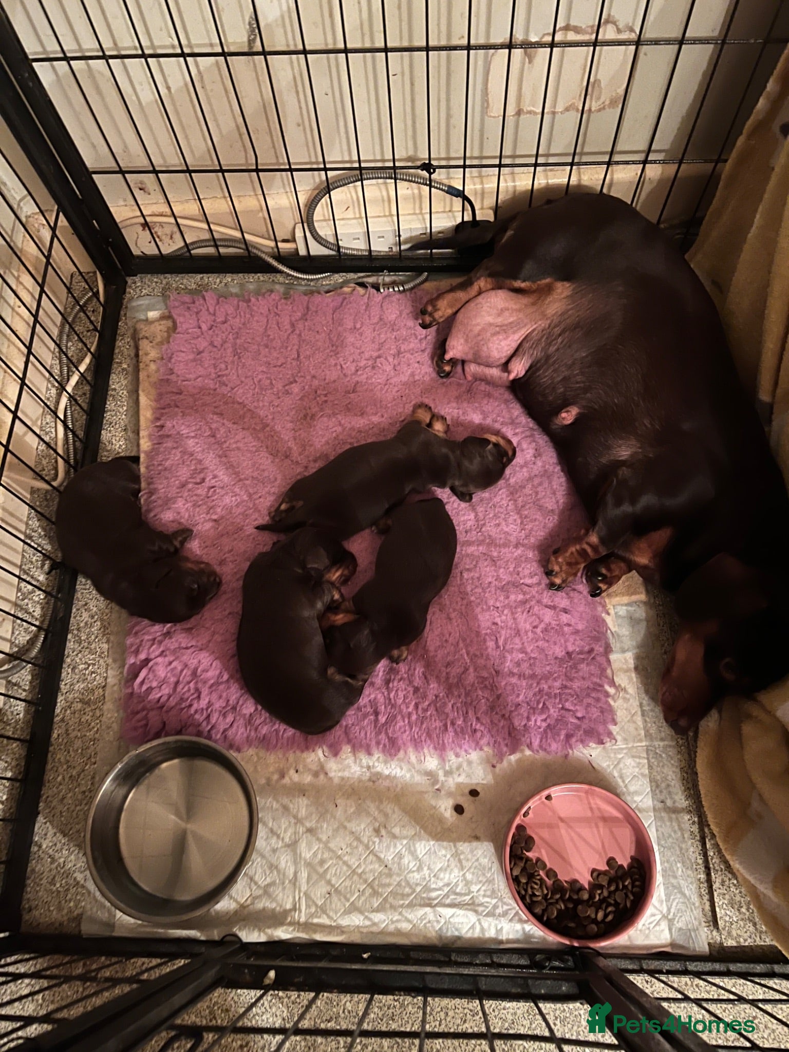 Miniature Dachshund dogs KC REGISTERED BOY AVAILABLE PET HOME ONLY - Advert 11