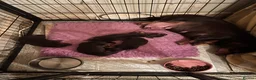 Miniature Dachshund dogs for sale: KC REGISTERED BOY AVAILABLE PET HOME ONLY - Advert 1