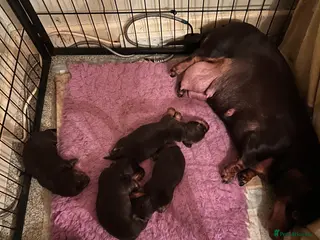 Miniature Dachshund dogs KC REGISTERED BOY AVAILABLE PET HOME ONLY - Advert 11