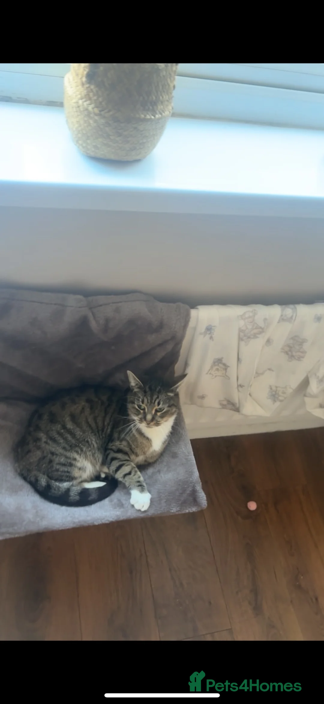 Mixed Breed cats for sale: Mixed breed kittens 🩷 - Advert 11