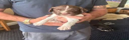 English Springer Spaniel dogs for sale: Working springer spaniels - Advert 3