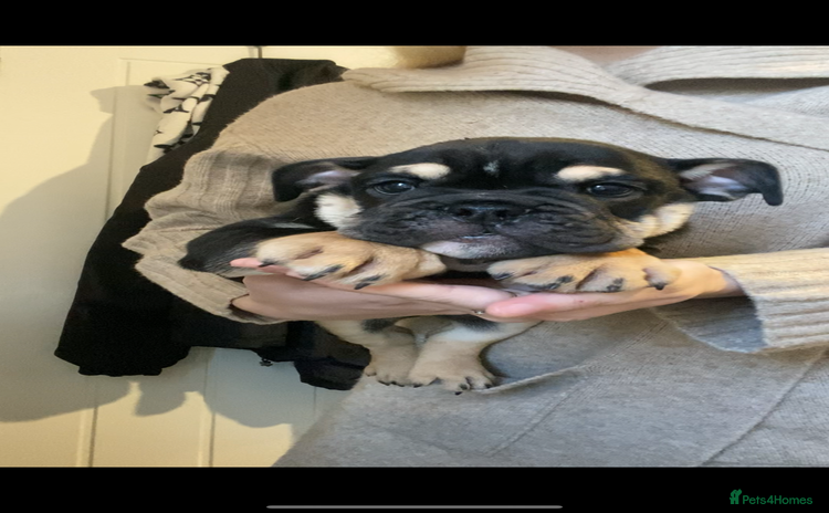 English Bulldog dogs - Advert 2