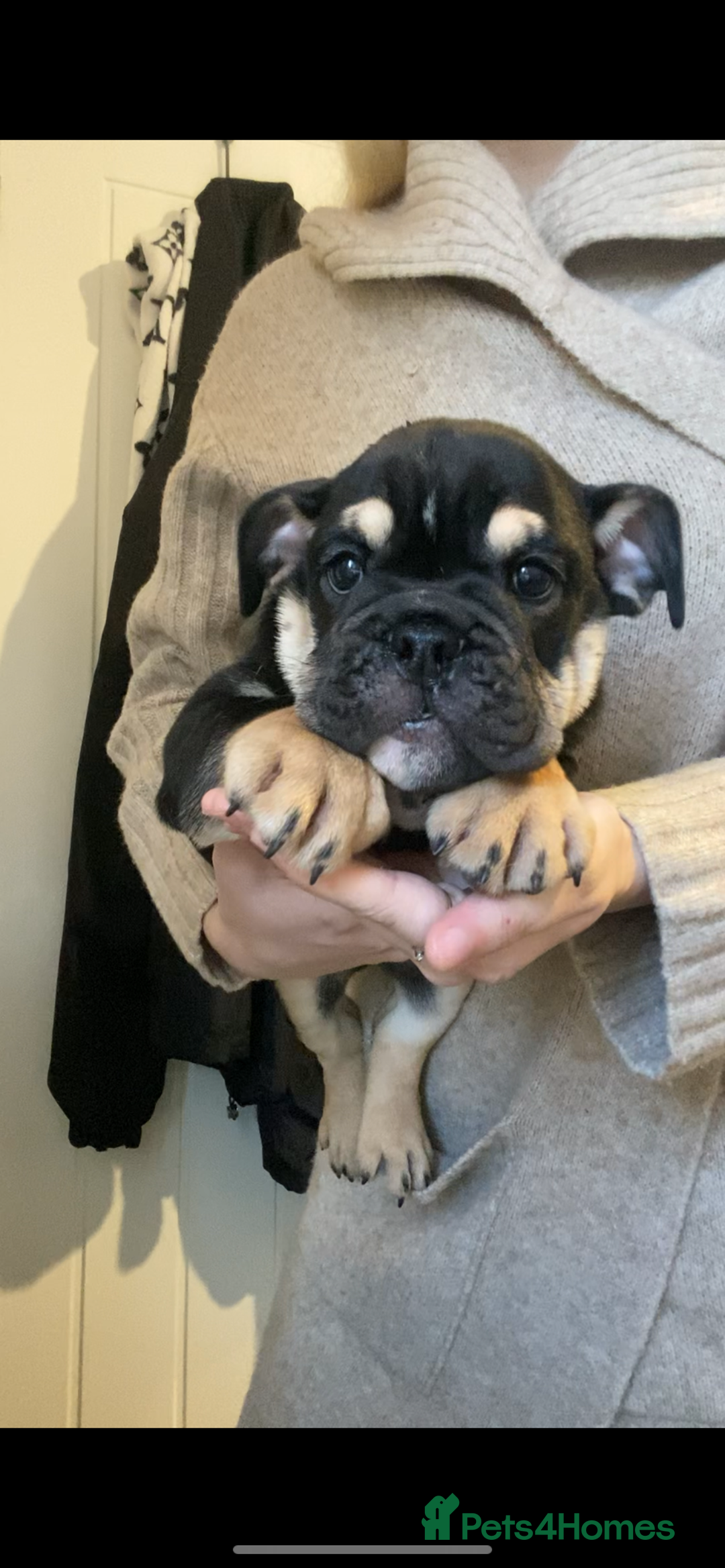 English Bulldog dogs for sale: Pedigree English bulldogs top-lines (7 weeks old)  - Image 1