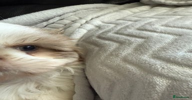 Shih Tzu dogs - Advert 5