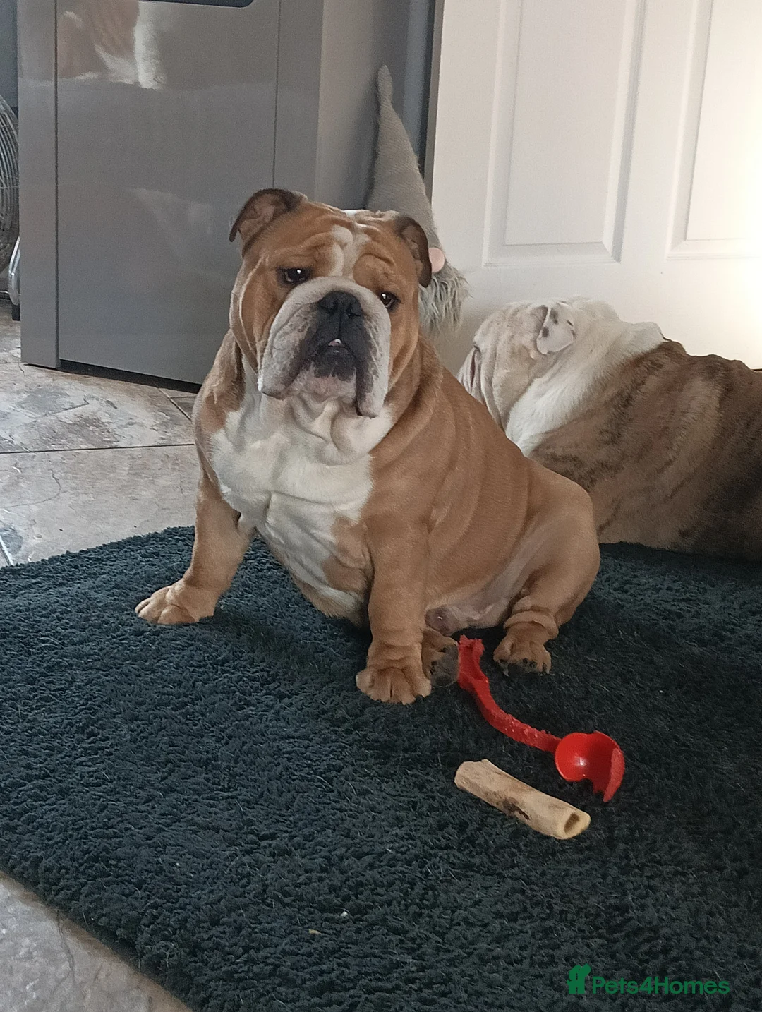 English Bulldog dogs for stud: Harry - Advert 2