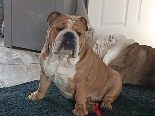 English Bulldog dogs Harry - Advert 9