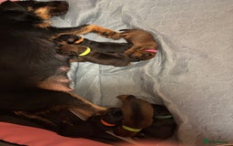 Mixed Breed dogs for sale: Beautiful patter dale x Lakeland terrier  - Image 20