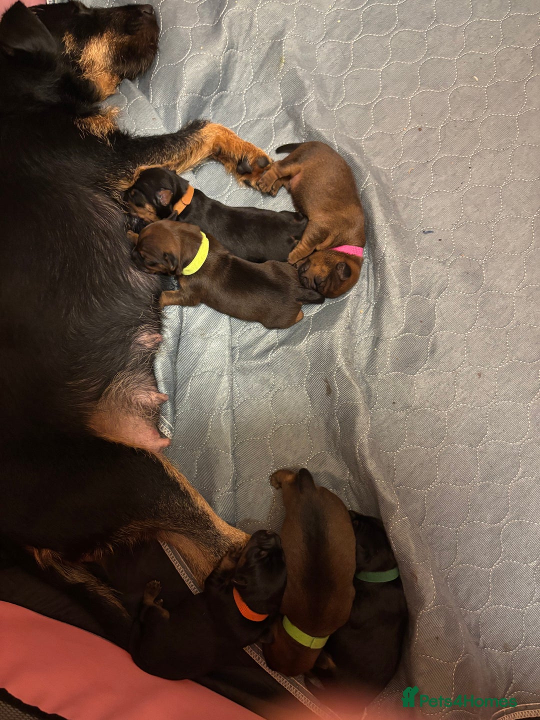 Mixed Breed dogs for sale: Beautiful patter dale x Lakeland terrier  - Image 20