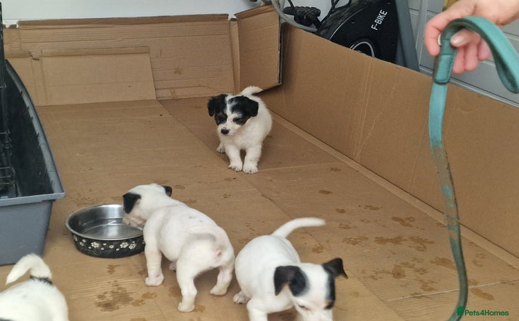 Jack Russell dogs - Advert 2