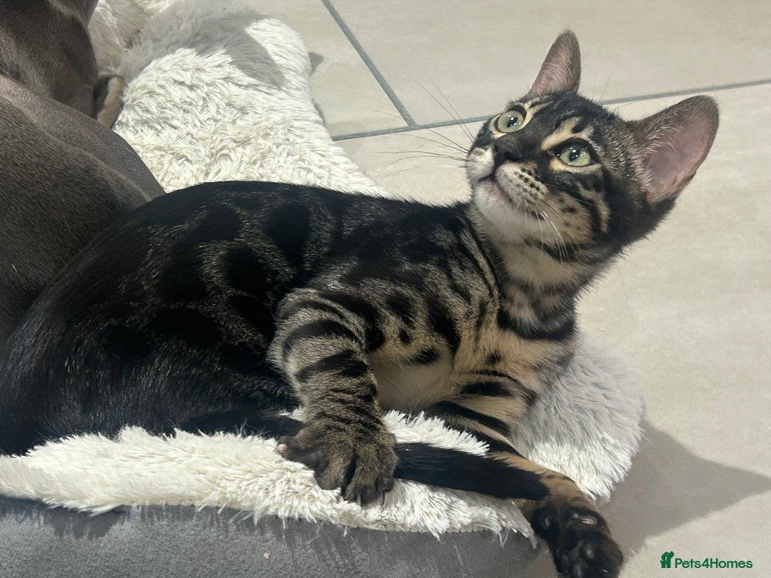 Bengal cats for sale: Stunning Charcoal Female Bengal Kitten - TICA - Advert 9