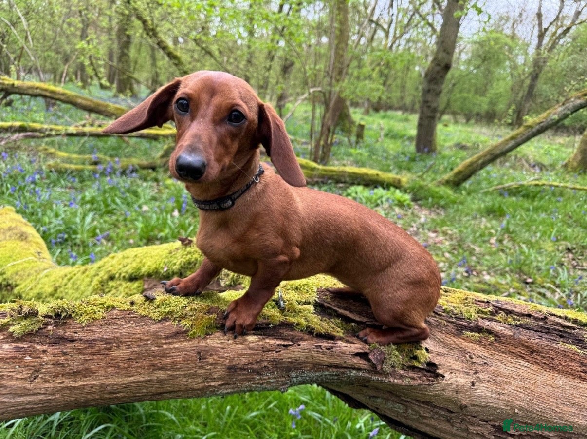 Miniature Dachshund dogs 🏆KC Registered Miniature Dachshund Puppies 🐾  - Advert 1
