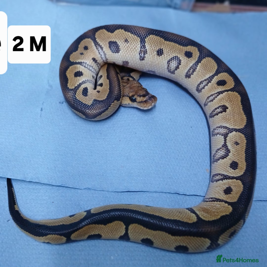 Python Snake reptiles for sale: Hatchling Royal Pythons Males  - Advert 18