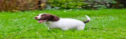 English Springer Spaniel dogs for sale: Working Line Liver And White Springer Spaniels - Advert 28