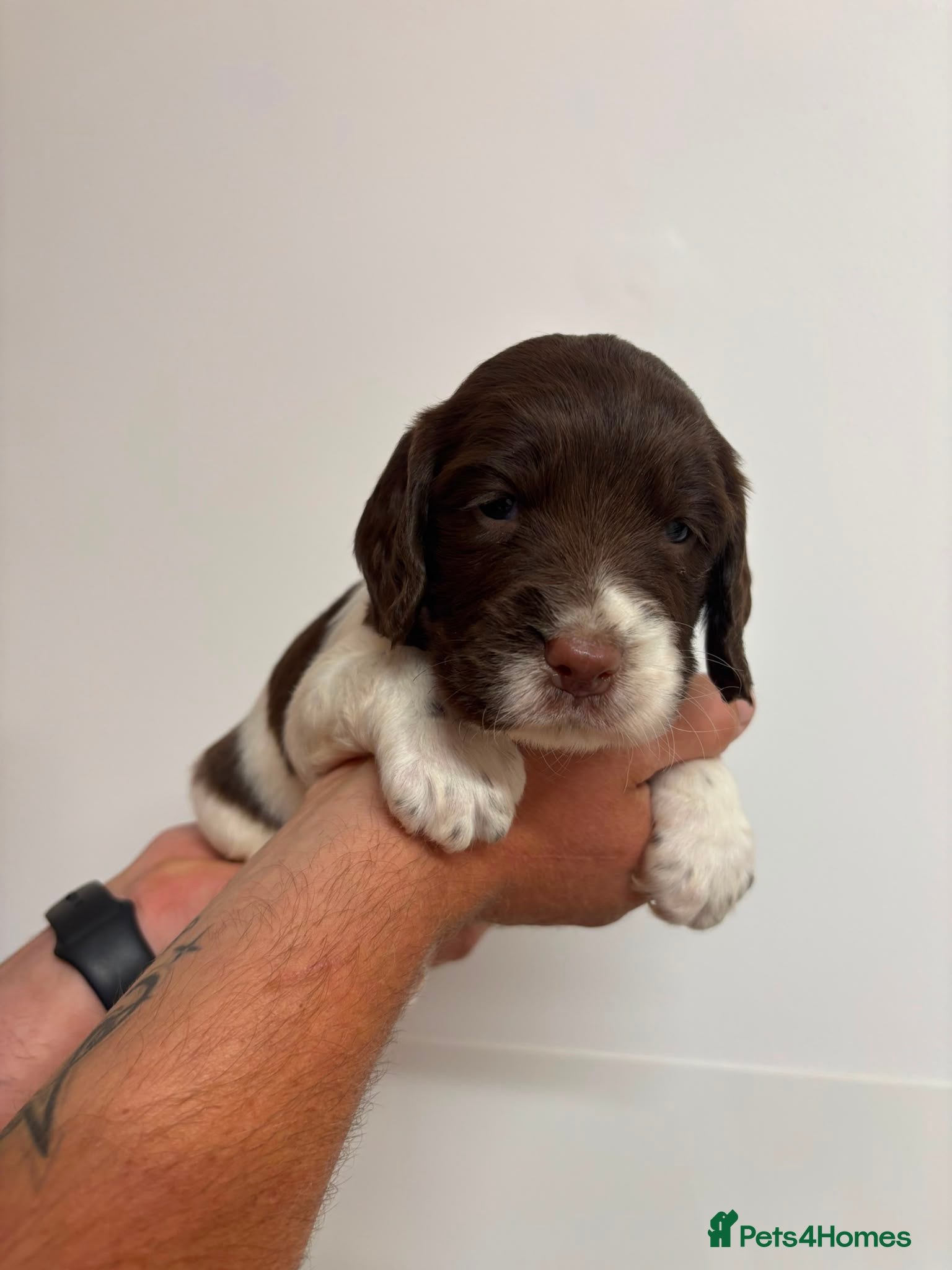 English Springer Spaniel dogs Beautiful English springer Spaniels  - Advert 2