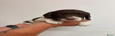 English Springer Spaniel 5