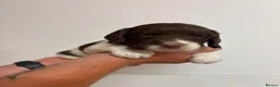 English Springer Spaniel dogs for sale: Beautiful English springer Spaniels  - Advert 2