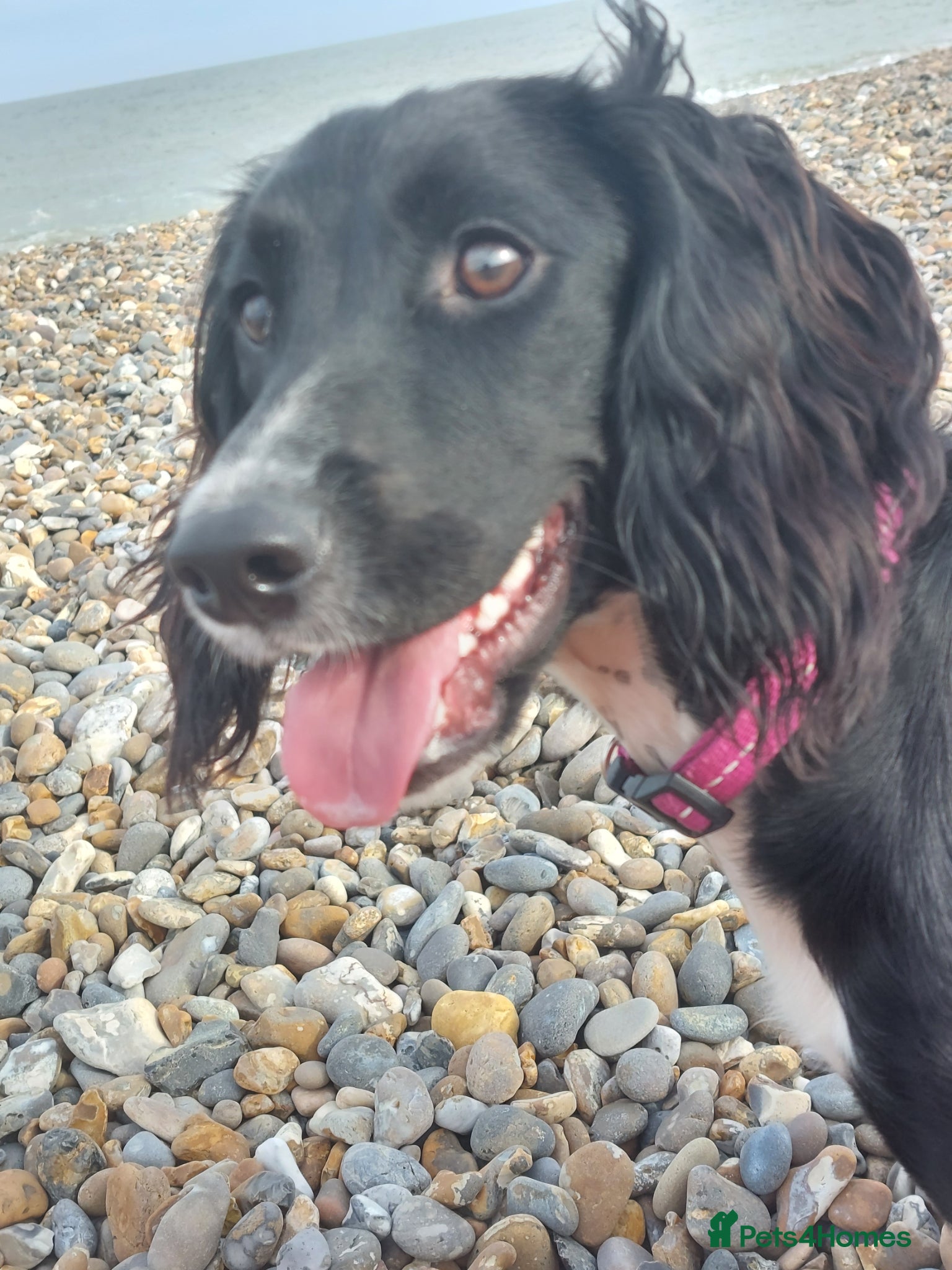 Sprocker dogs Sprocker Spaniel DWKC registered working line pups - Advert 2
