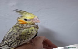 Cockatiels birds for sale: Pearl pied Hand Reared Cockatiel - Image 2