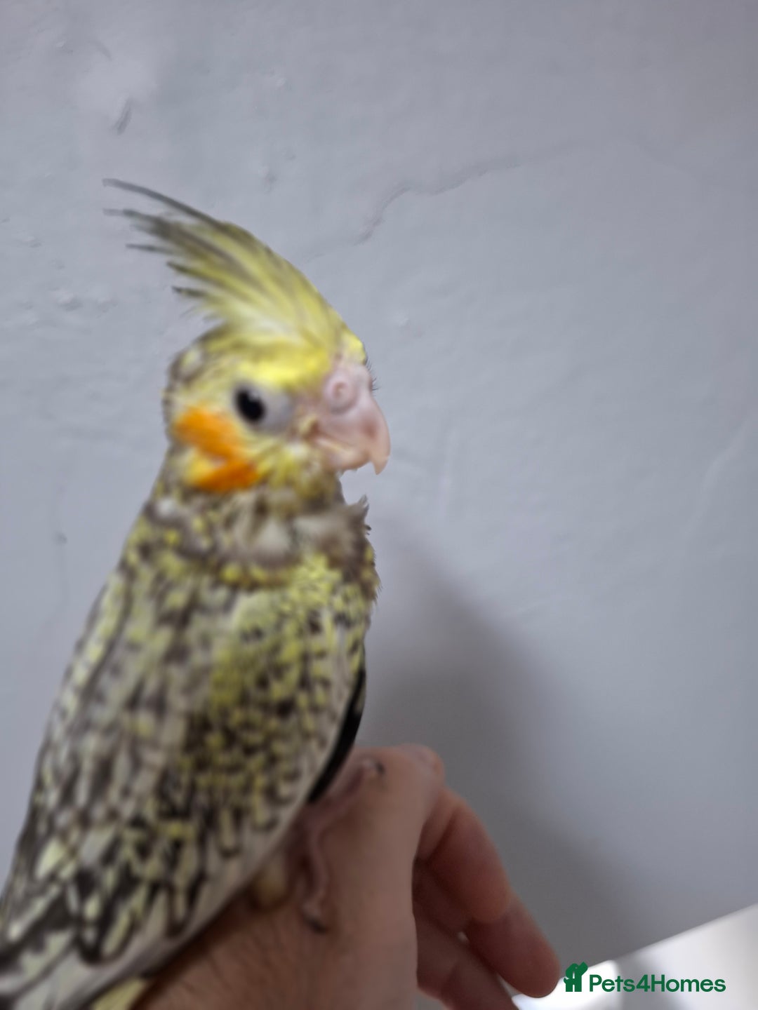 Cockatiels birds for sale: Pearl pied Hand Reared Cockatiel - Image 2
